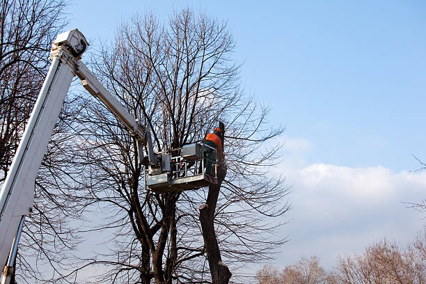 Professional Tree Services in Gray, GA